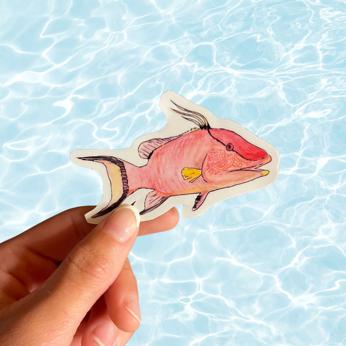 Hogfish Sticker