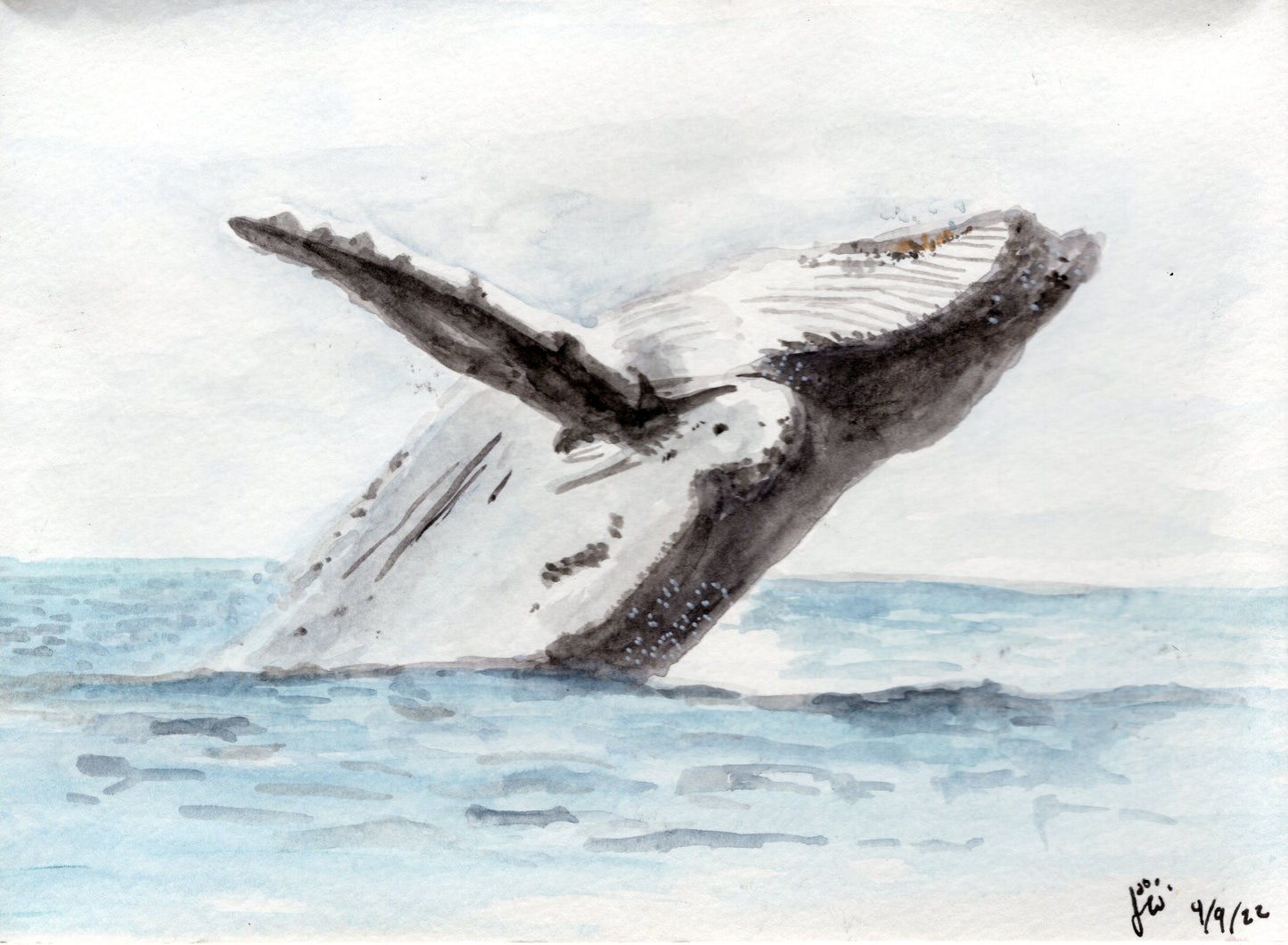 Humpback Whale Print