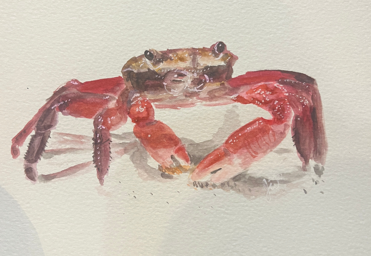 Crab Watercolor Print