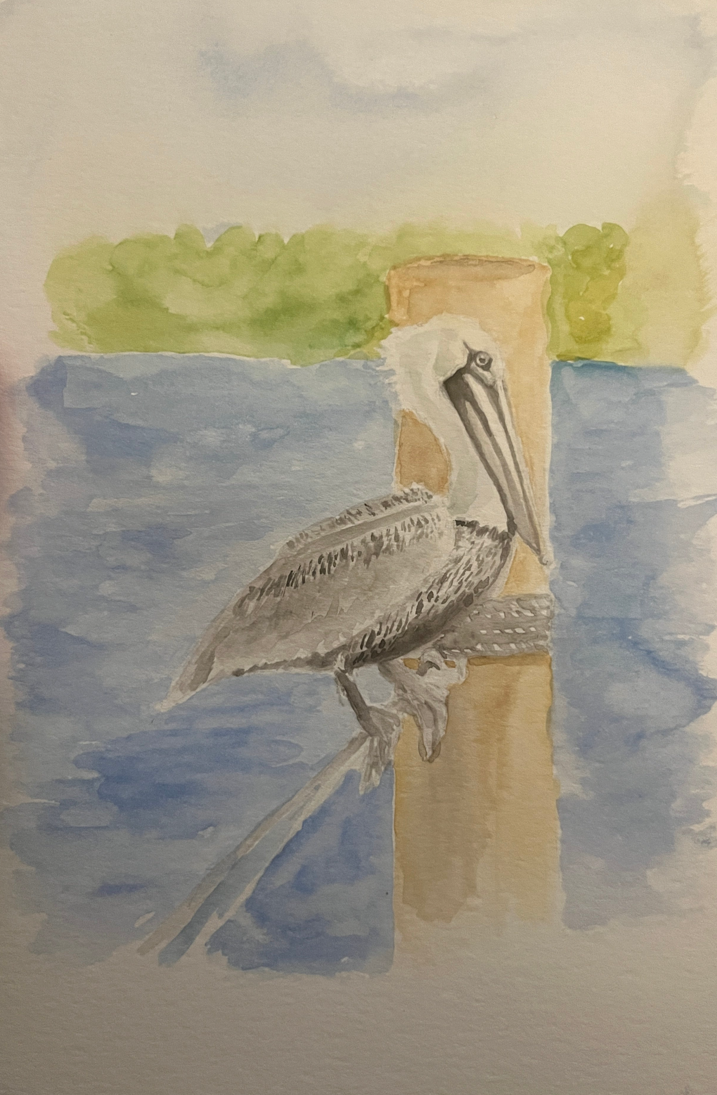 Pelican Watercolor Print