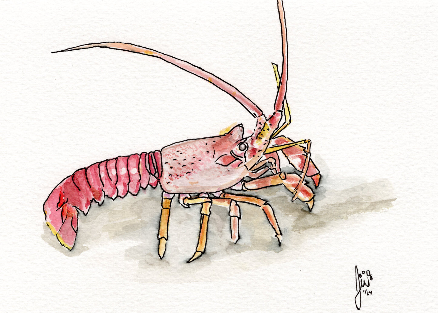 Lobster Watercolor Original