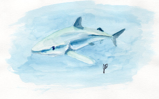 Blue Shark Print