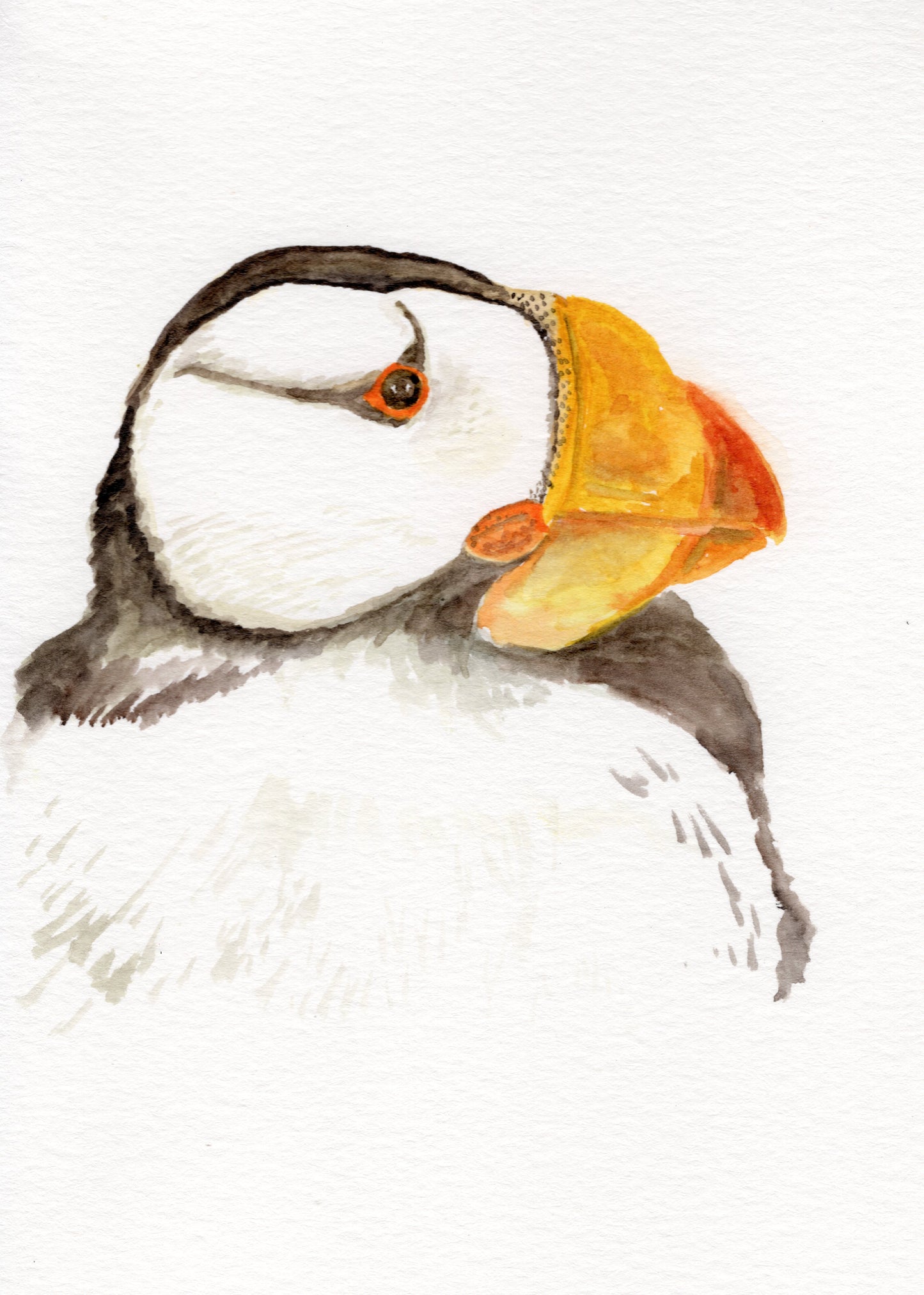 Puffin Print